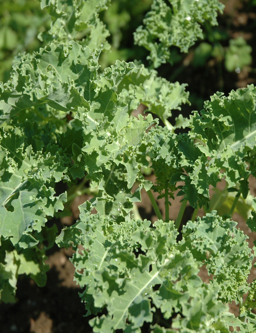 Kale Seeds
