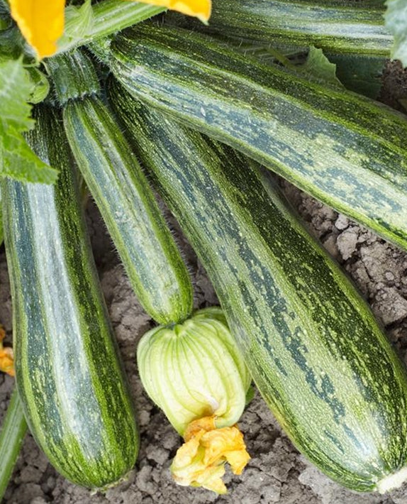 Zucchini Seeds