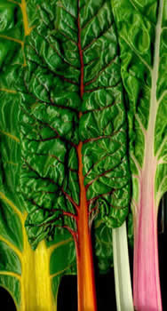 Silverbeet Rainbow Chard