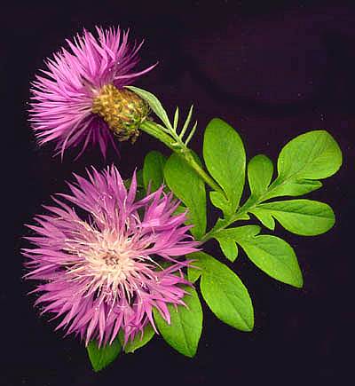 PINK CORNFLOWER