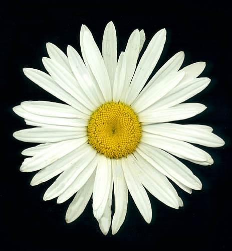 SHASTA DAISY
