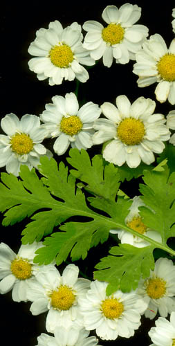 FEVERFEW