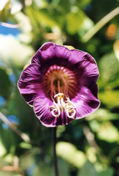 Cup and Saucer Vine