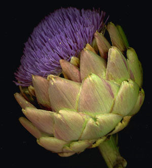 Globe Artichoke 'Green'