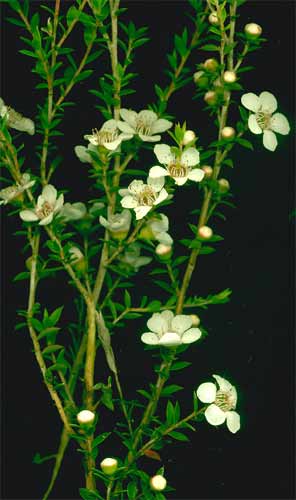 MANUKA