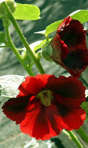 HOLLYHOCK - Single Mix