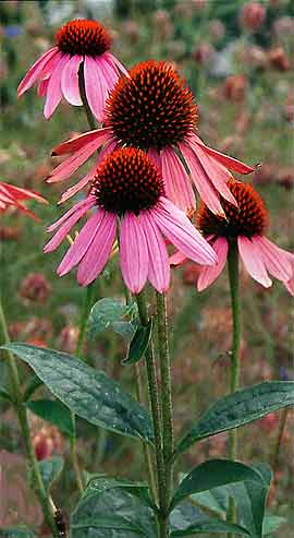 PURPLE CONE FLOWER