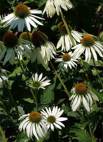 WHITE CONE FLOWER