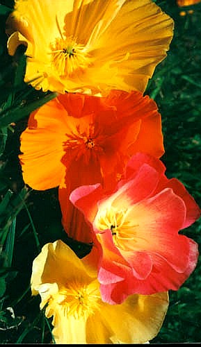 CALIFORNIAN POPPY
