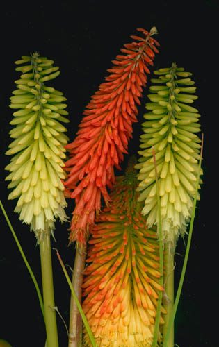 RED HOT POKER