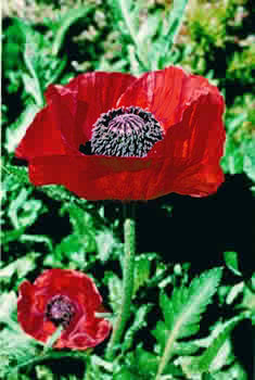 RED ORIENTAL POPPY