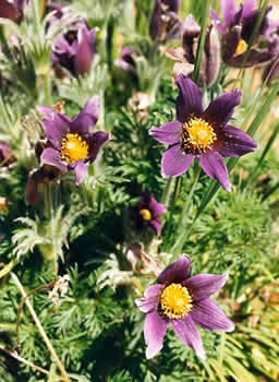PASQUE FLOWER