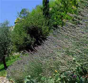 ENGLISH LAVENDER