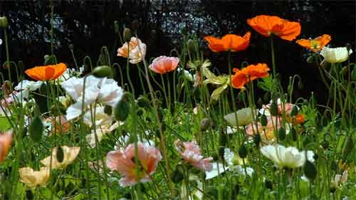 ICELAND POPPY