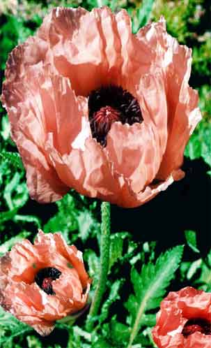 PINK ORIENTAL POPPY