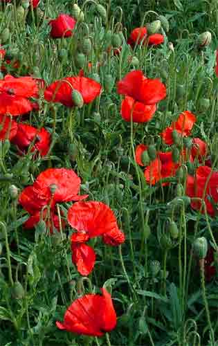 RED FLANDERS POPPY