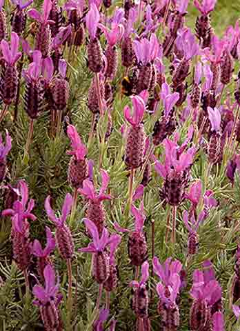 italian lavender seeds ITALIAN LAVENDER