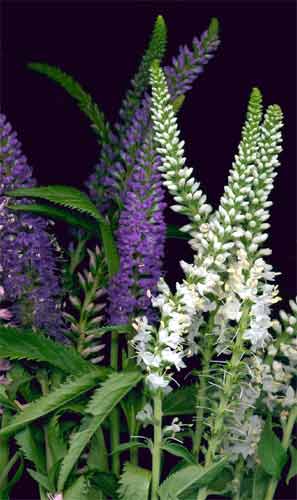 Tall Speedwell 'Blue & White'