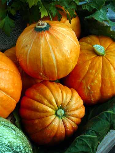PUMPKIN 'Golden Nugget'