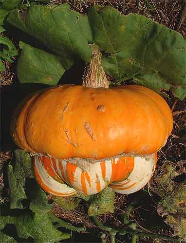 PUMPKIN 'Turk's Turban'