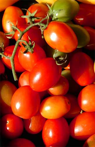 TOMATO 'PRINCIPE BORGHESE'