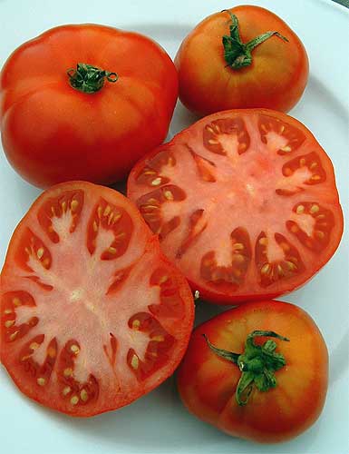 TOMATO 'SILVER FIR'