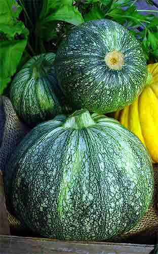 ZUCCHINI 'Ronde de Nice'