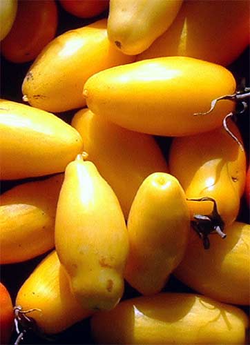 TOMATO 'Banana Legs'