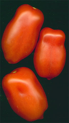 TOMATO 'ROMA'