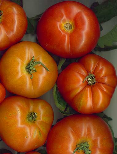 TOMATO 'ROUGE DE MARMANDE'