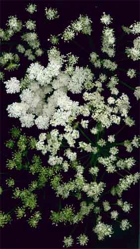 QUEEN ANNE'S LACE