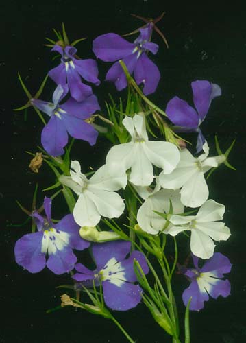 LOBELIA
