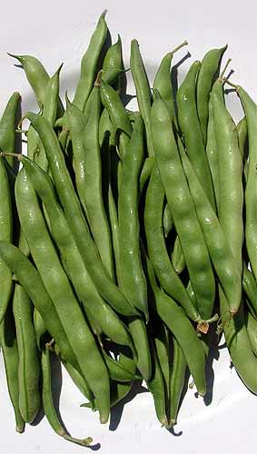 Bean