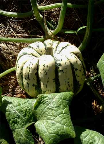 PUMPKIN 'Sweet Dumpling'