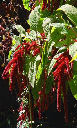 Love Lies Bleeding (Red)