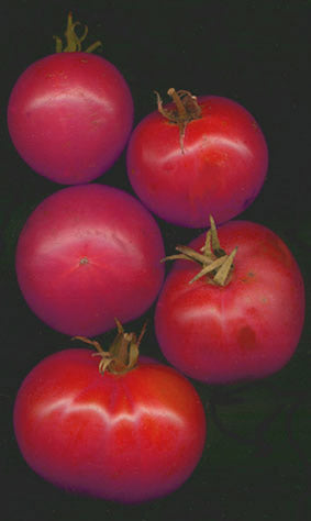 TOMATO 'BERNER ROSE'