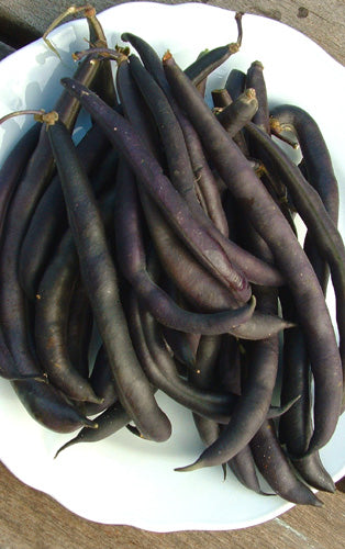 BEAN - BUSH  Royal Burgundy'