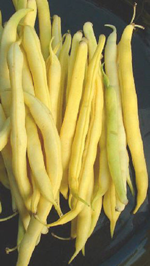 BEAN - BUSH 'Cherokee Wax' (Butter)