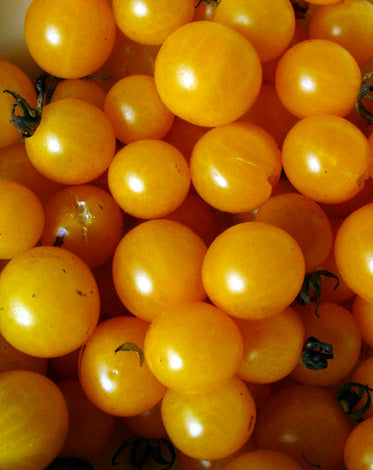 TOMATO 'Broad Ripple Currant'