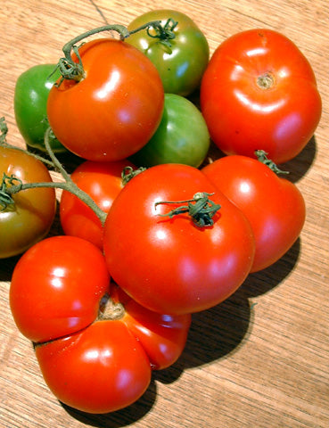 TOMATO 'Stupice'