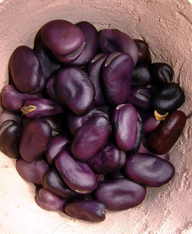 BEAN - BROAD 'Scarlet Cambridge'