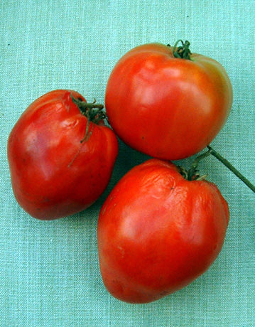 TOMATO 'OXHEART'