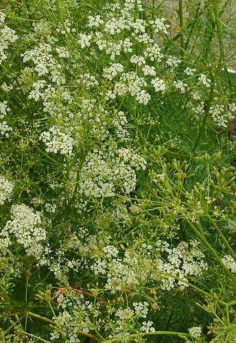 CARAWAY