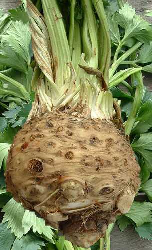 Celeriac White Alabaster