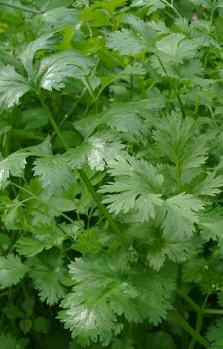 CORIANDER