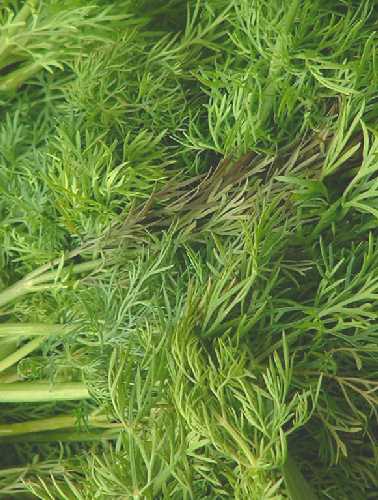 DILL 'Mammoth'