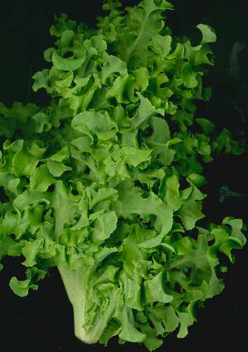 Lettuce 'Green Salad Bowl'