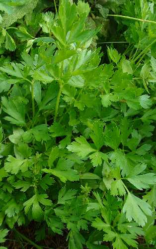 PARSLEY ITALIAN