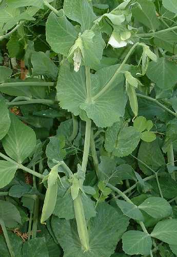 Pea - Sugar Snap 'Cascadia'