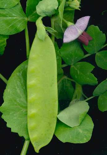 Pea - Snow 'Yukomo Giant'
